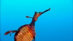 Foto de Tiburón, en las garras del hombre