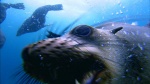 Foto de Tiburón, en las garras del hombre