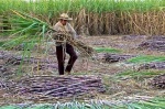 Foto de La hamaca paraguaya