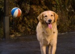 Foto de Air Bud