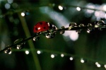 Foto de Microcosmos