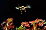 Foto de Microcosmos