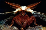 Foto de Microcosmos