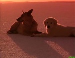Foto de Napoleón, el perrito aventurero