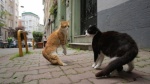 Foto de Kedi (Gatos de Estambul)