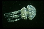 Foto de OceanWorld 3D