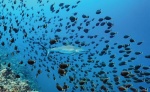 Foto de Dolphins