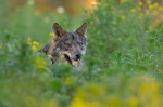 Foto de Barbacana, la huella del lobo