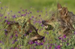 Foto de Barbacana, la huella del lobo