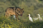 Foto de Barbacana, la huella del lobo