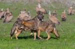 Foto de Barbacana, la huella del lobo