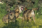 Foto de Barbacana, la huella del lobo