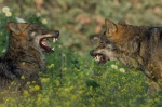 Foto de Barbacana, la huella del lobo