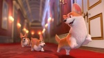 Foto de Corgi, las mascotas de la Reina