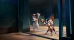 Foto de Corgi, las mascotas de la Reina
