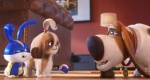 Foto de Mascotas 2