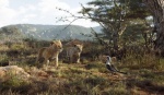 Foto de El rey león