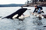Foto de Liberad a Willy 2