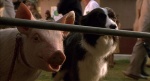 Foto de Babe, el cerdito valiente