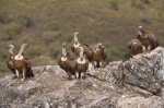 Foto de Dehesa, el escondite del lince ibérico