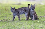 Foto de Dehesa, el escondite del lince ibérico