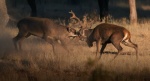 Foto de Dehesa, el escondite del lince ibérico