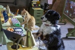 Foto de Como perros y gatos: La patrulla unida