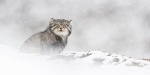 Foto de El leopardo de las nieves