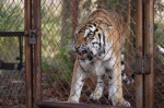 Foto de Despierta, tigre