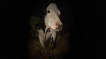 Foto de Vaca