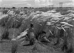 Foto de Pather Panchali (La canción del camino)