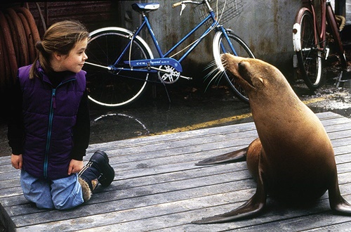 Andre Una Foca En Mi Casa Ver Online